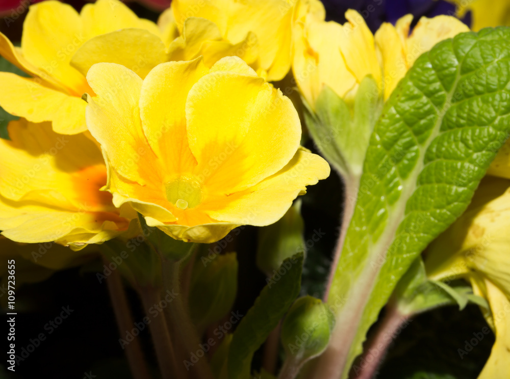 beautiful background of yellow flower beautiful background of yellow flower