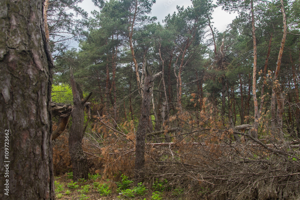 Ruined storm forest Ruined storm forest