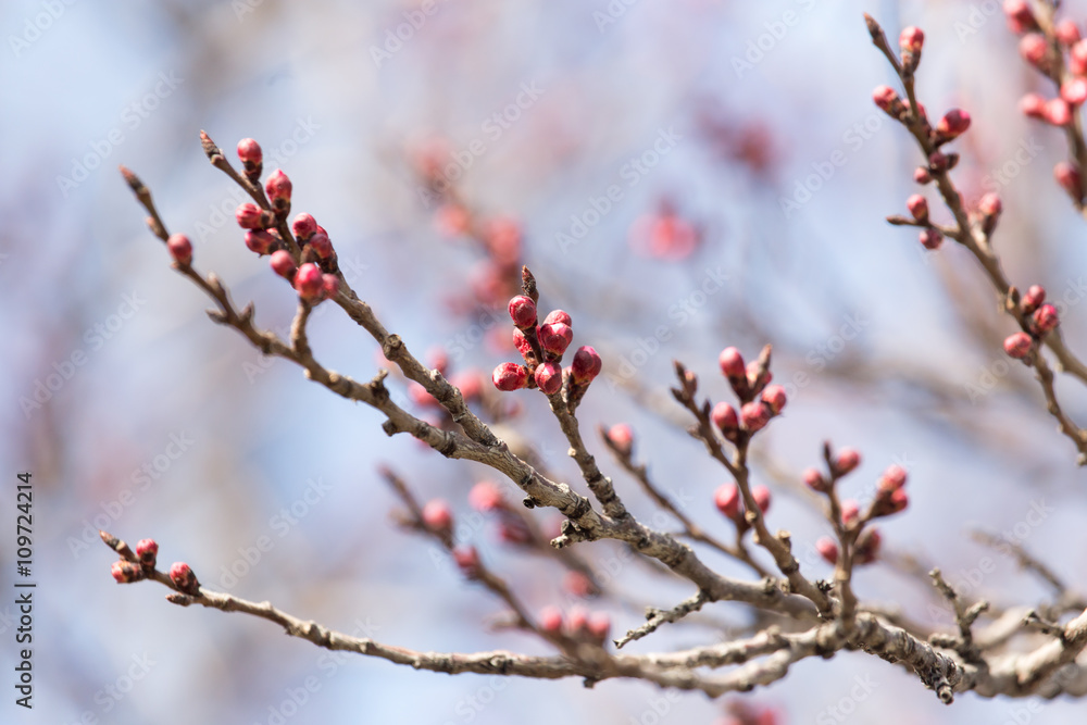 swollen buds with flowers on a tree in spring swollen buds with flowers on a tree in spring