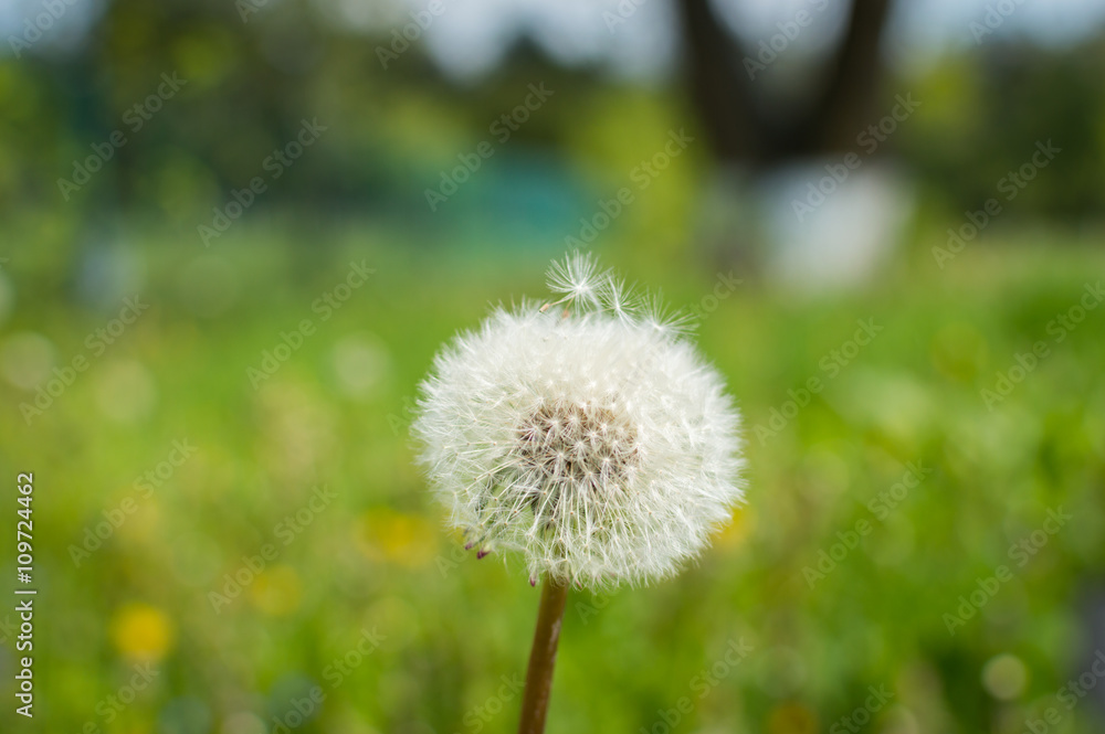 Lonely dandelion on grass