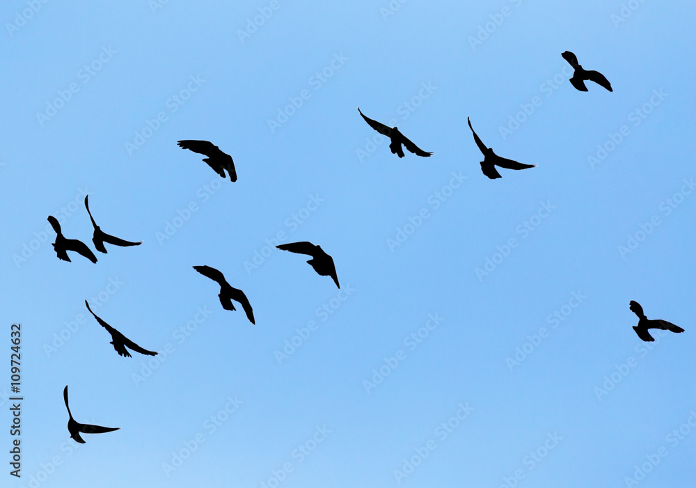 silhouette of a flock of pigeons on blue sky silhouette of a flock of pigeons on blue sky