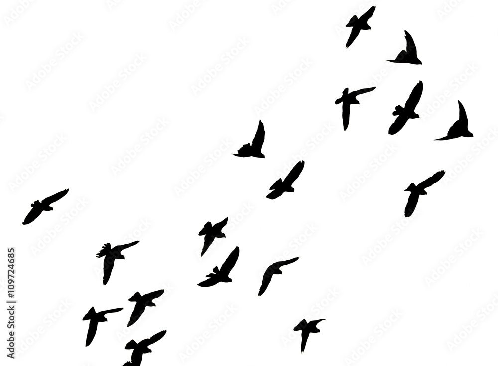 silhouette of a flock of birds on a white background silhouette of a flock of birds on a white background