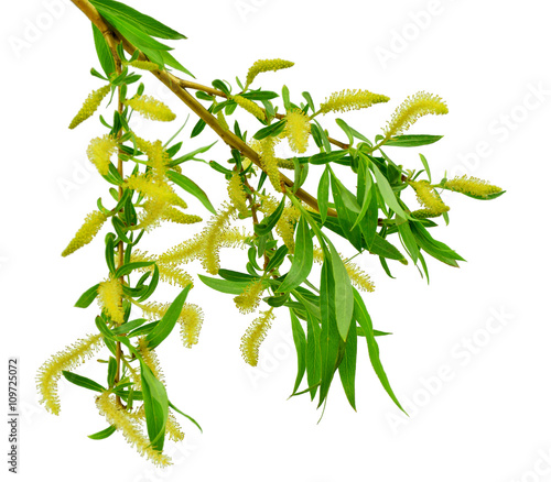 Blooming willow branch isolated on white background. / Without s photo