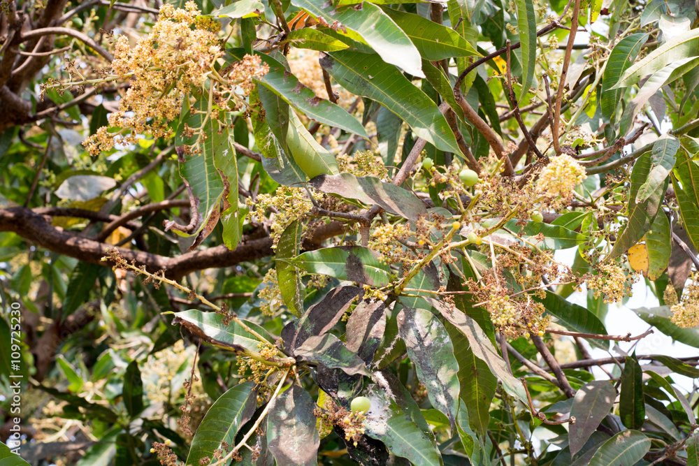 young green mango and flowers on tree in garden. Selective focus young green mango and flowers on tree in garden. Selective focus