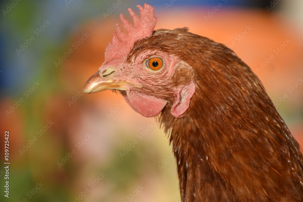Chicken head, close-up, isolated. 