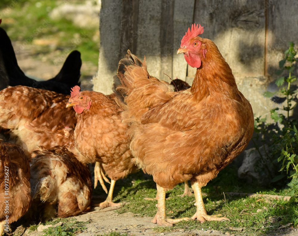 Fototapeta premium Chicken close-up, isolated. 