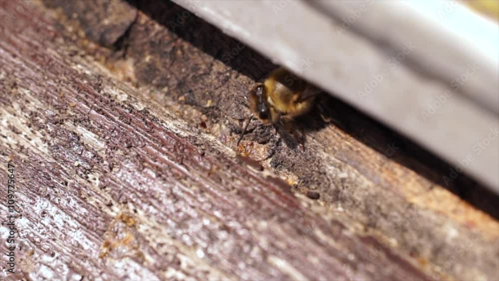 slow motion. Bees in the hive, flying, working slow motion. Bees in the hive, flying, working