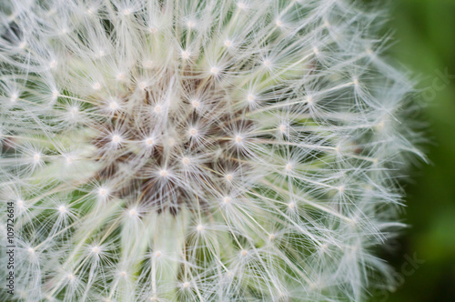 Lonely dandelion on grass