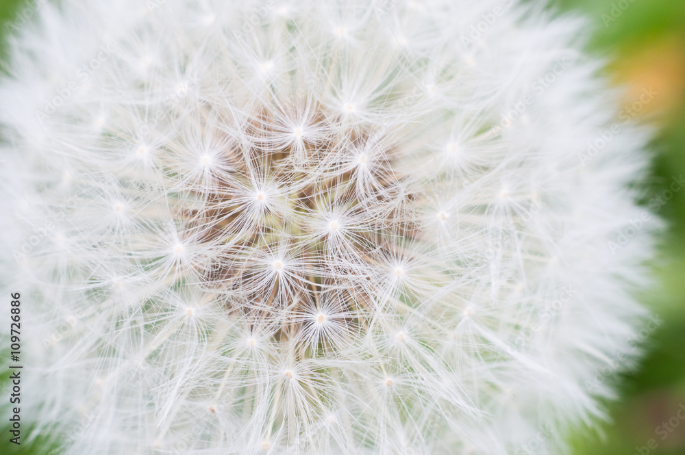 Fototapeta premium Lonely dandelion on grass