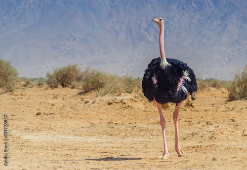 Male of African ostrich (Struthio camelus) in nature reserve near Eilat