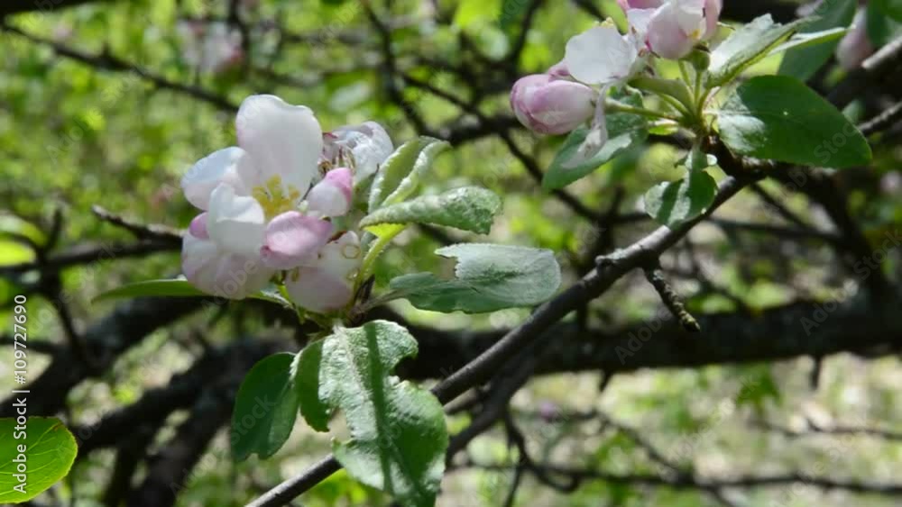 Flowers of apple tree in the spring day video. Flowers of apple tree in the spring day video.