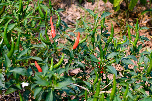 organic chilli farm in Thailand