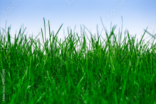Green grass isolated on blue background