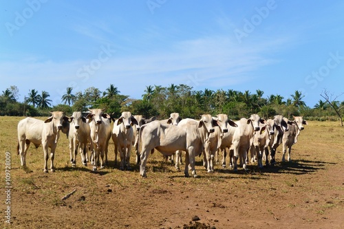 White Cows against a Blue Sky