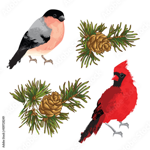 Collection of element for merry christmas or happy new year. Bullfinch, cardinal bird and fir-cone on white background photo