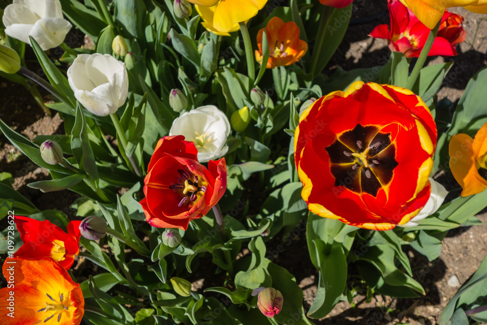 Tulpenkelche draufsicht Tulpenkelche draufsicht