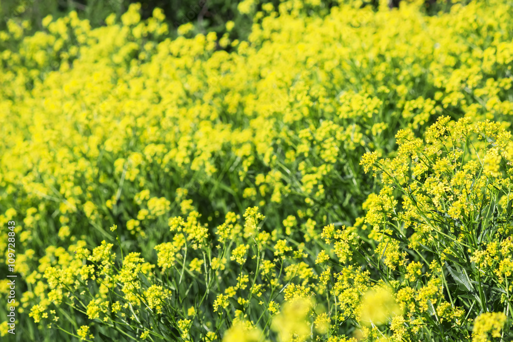 Summer natural background with yellow blooming rape field, blurr