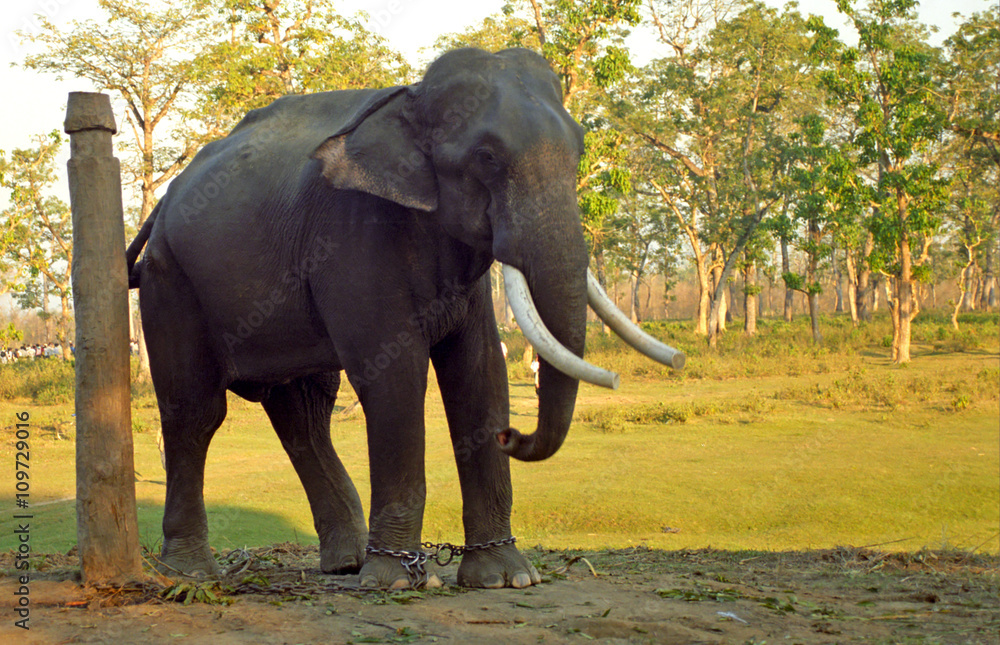Indian elephant, Chittawan National Park, Nepal