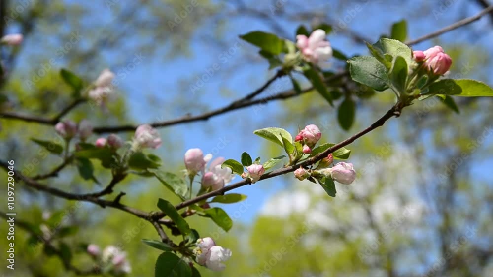 Flowers of apple tree in the spring day video. Flowers of apple tree in the spring day video.