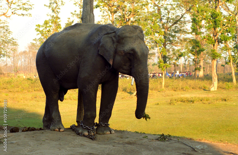 Indian elephant, Chittawan National Park, Nepal