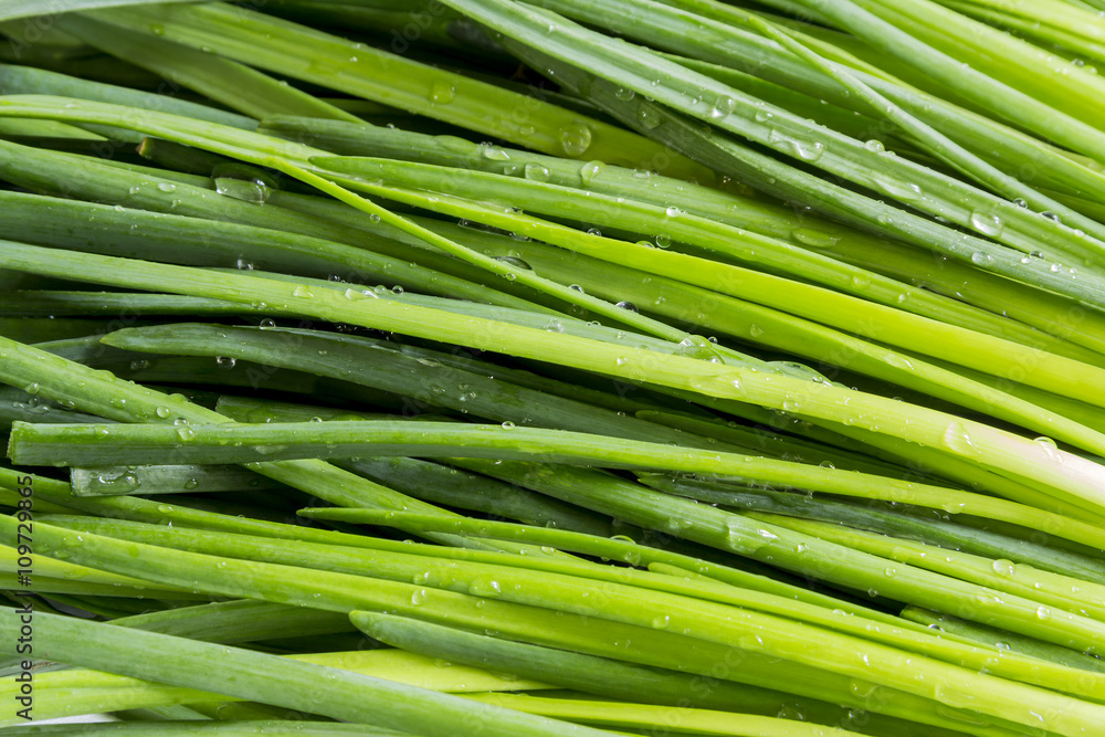 Leaves of onion closeup with water drops Leaves of onion closeup with water drops