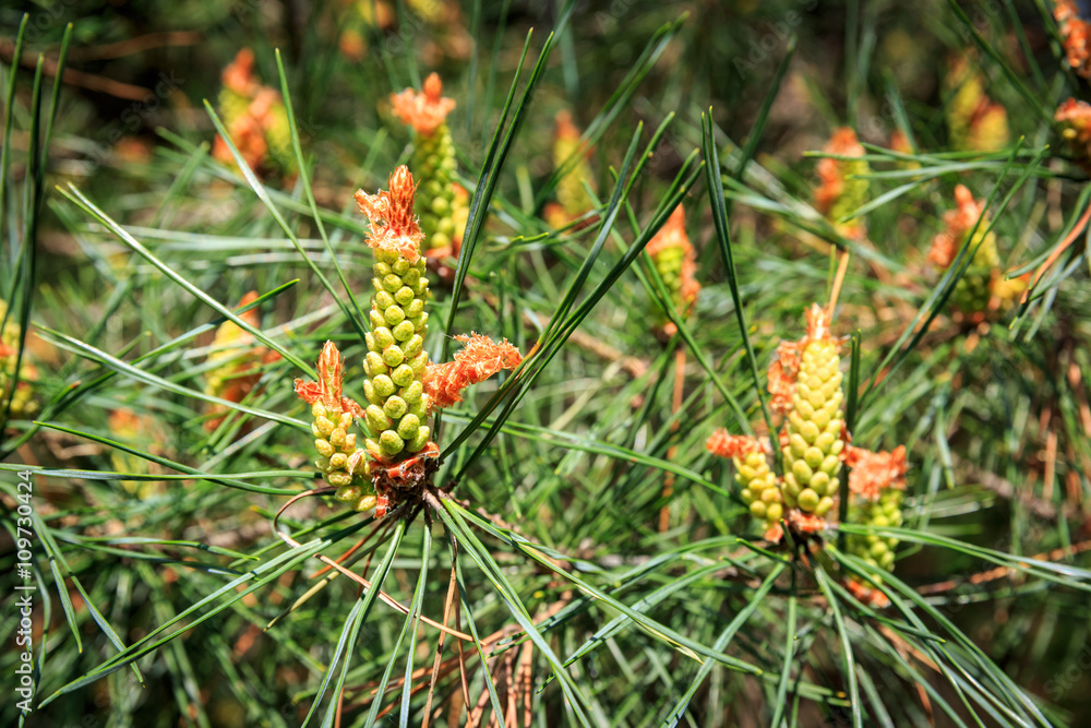 Fototapeta premium abstract strobile on pine brunch