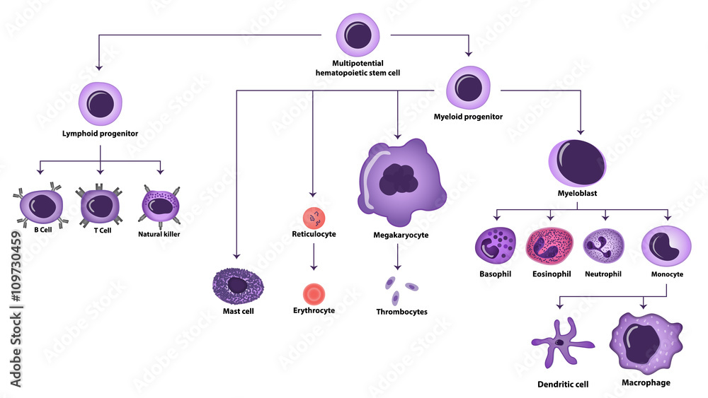 Hematopoiesis cell types scheme - obrazy, fototapety, plakaty 