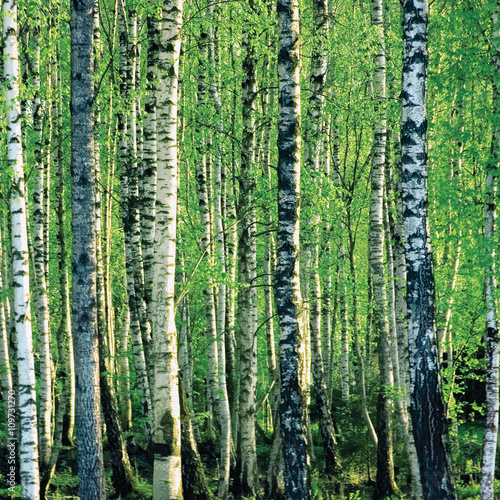 Fototapeta Naklejka Na Ścianę i Meble -  Birch grove at spring, large detailed closeup background pattern detail