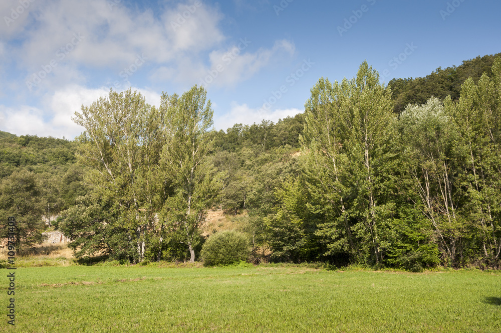 Hay meadows and poplar groves. Photo taken in La Pola de Gordon, Leon Province, Spain Hay meadows and poplar groves. Photo taken in La Pola de Gordon, Leon Province, Spain