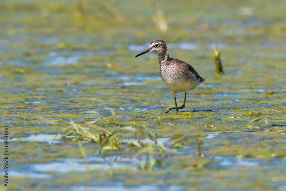 Bruchwasserläufer (Tringa glareola) an einem Tümpel im Barnim, Brandenburg Bruchwasserläufer (Tringa glareola) an einem Tümpel im Barnim, Brandenburg