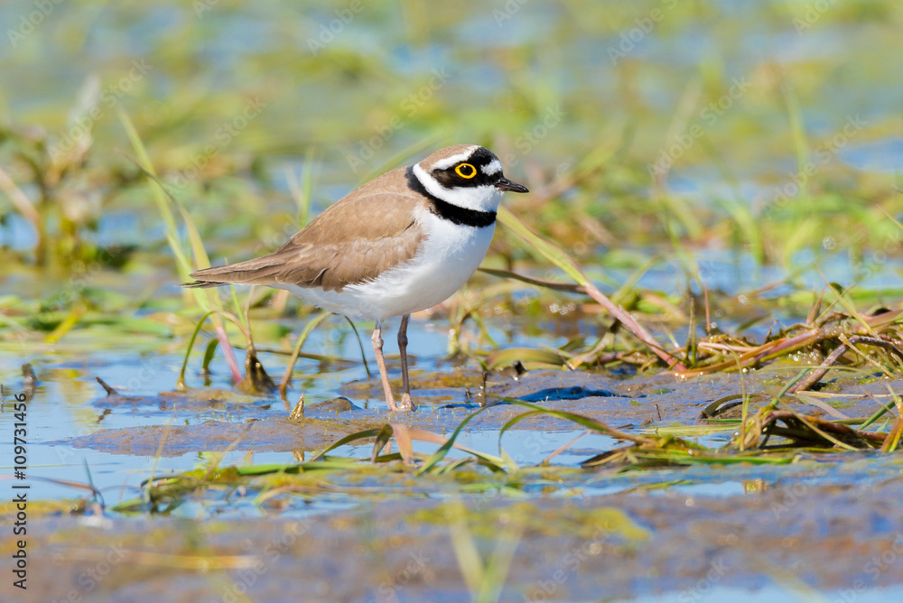 Flussregenpfeifer (Charadrius dubius) an einem Tümpel Flussregenpfeifer (Charadrius dubius) an einem Tümpel