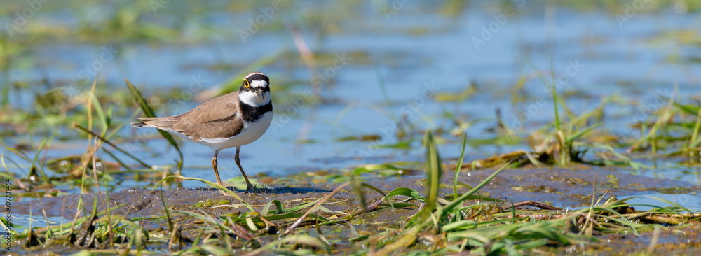 Fototapeta premium Sieweczka rzeczna (Charadrius dubius) nad stawem