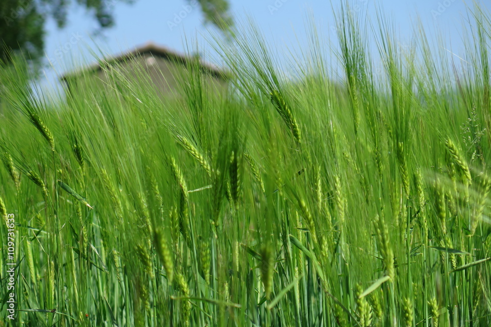 campo di orzo campo di orzo
