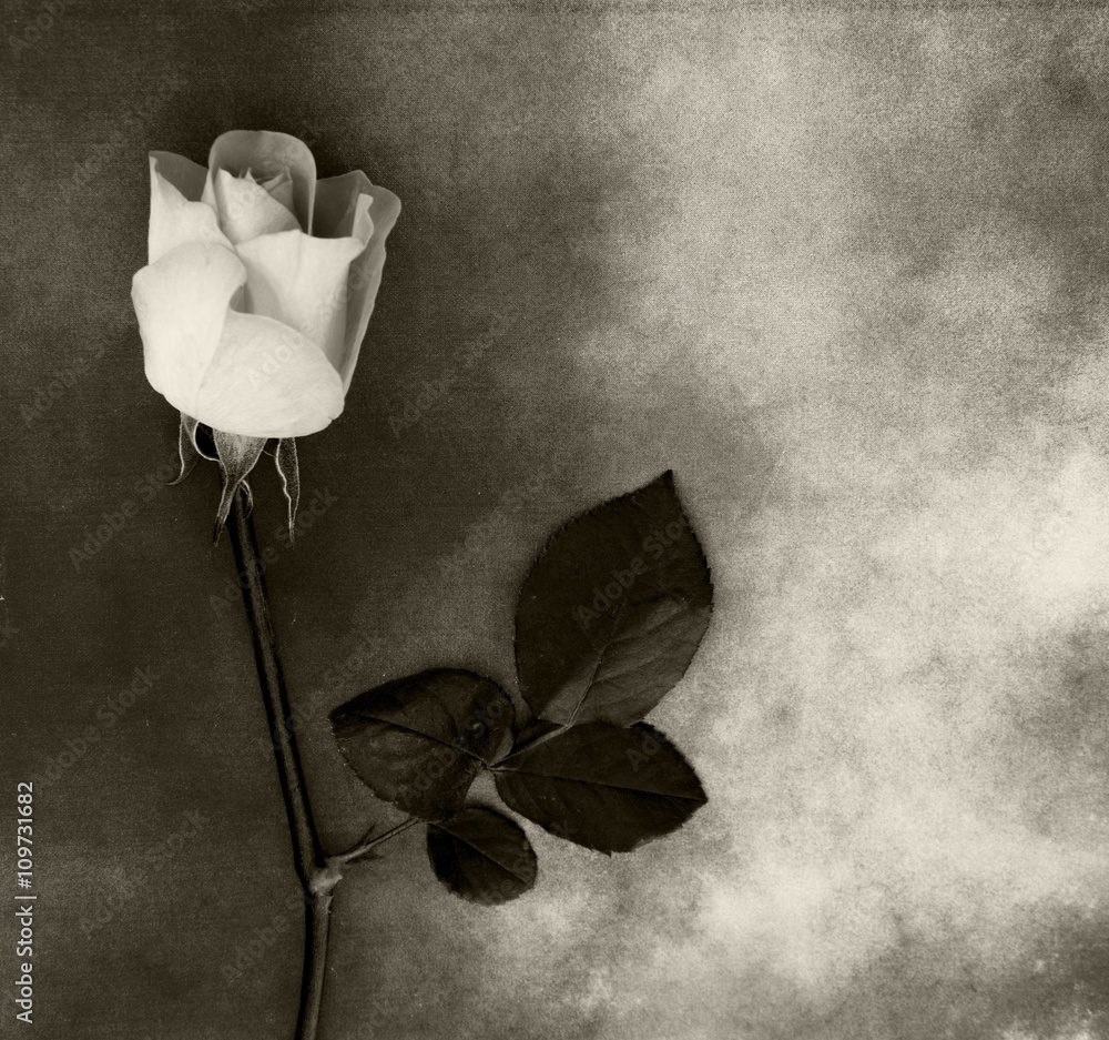 Fototapeta premium Condolence card - white rose on marble