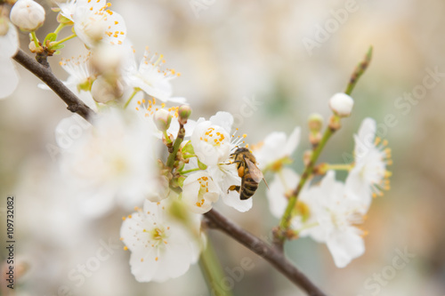Bee pollinating flowers on the branch of apricot