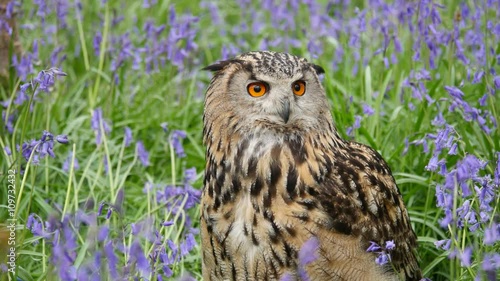 Eagle Owl (Bubo bubo) or Horned Owl in Bluebells