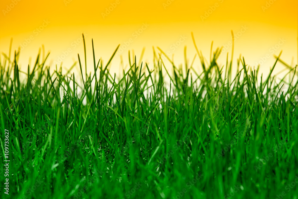 Fototapeta premium Green grass isolated on orange background