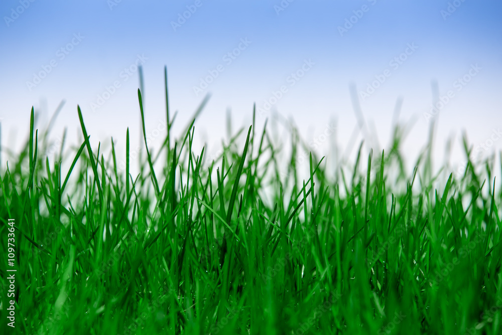 Green grass isolated on blue background