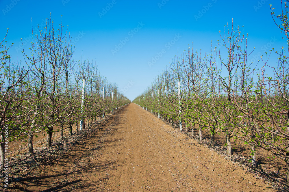 Orchard of young apple trees in early spring