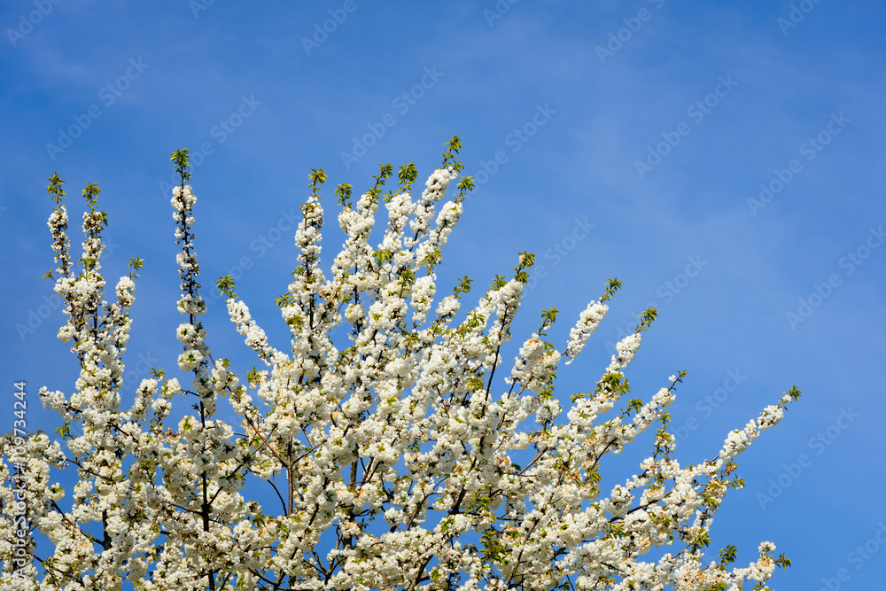 Fototapeta premium Bright white blossoming wild cherry tree from close in springtim