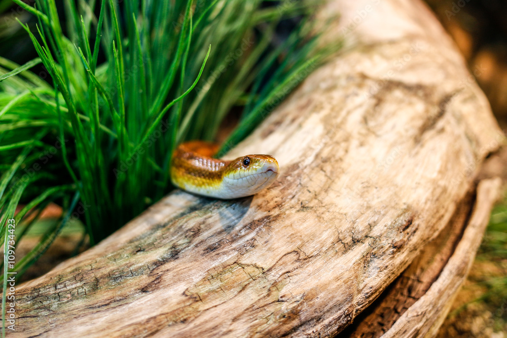 Snake in a trunk Snake in a trunk