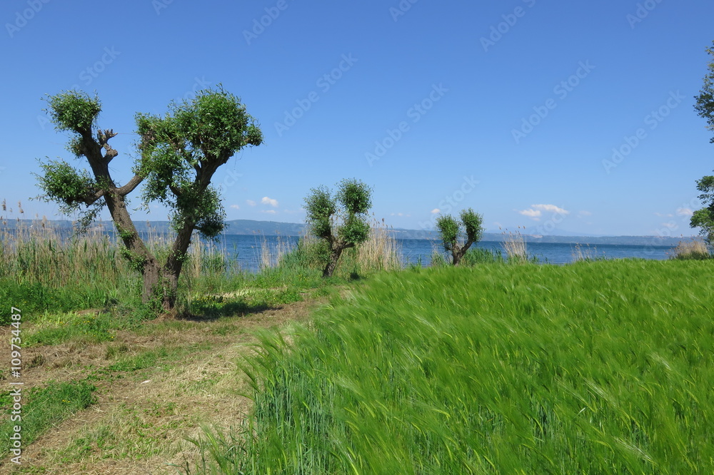 campagna sul lago campagna sul lago