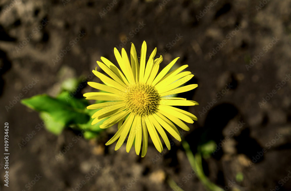 Yellow daisy flower in the grass macro Yellow daisy flower in the grass macro