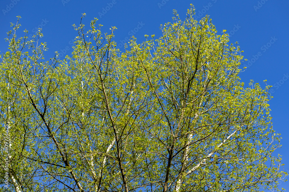 Spring green tree on blue sky background Spring green tree on blue sky background