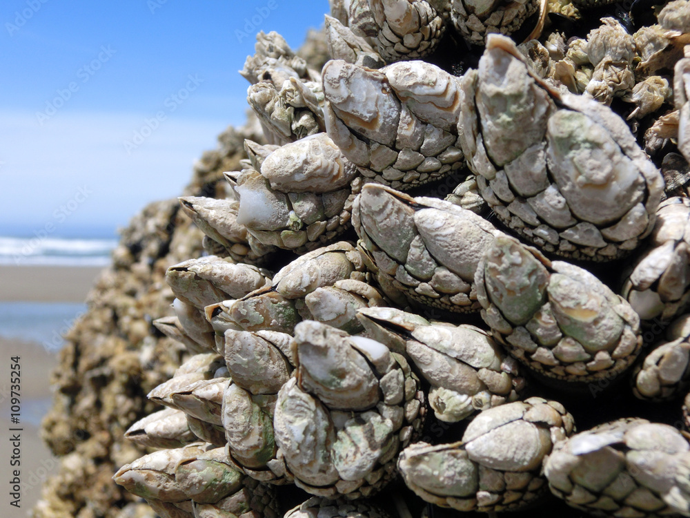 Pacific ocean barnacles macro on sunny California coast Pacific ocean barnacles macro on sunny California coast