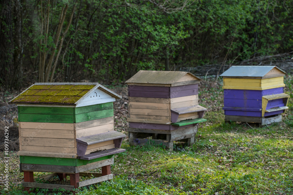 Beehives in the apiary. Beekeepers. Beehives in the apiary. Beekeepers.