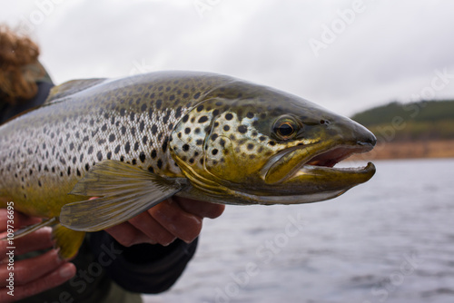 Big wild brown trout on fisherman's hands 