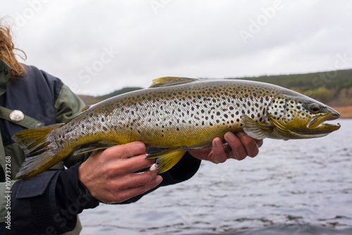 Big wild brown trout just caught on fisherman's hands before release photo