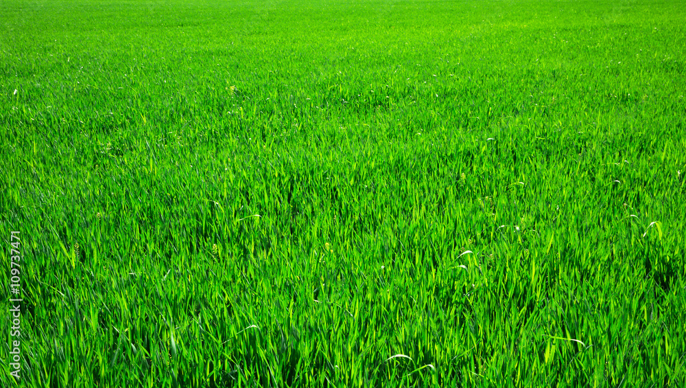 Green grass Green grass