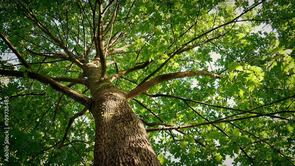 Looking Up At Tree Canopy On Sunny Day